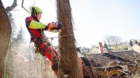 Carolina Tree Removal Pros of Greensboro image 5
